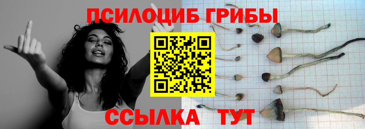 Псилоцибиновые грибы Psilocybe Сосновоборск